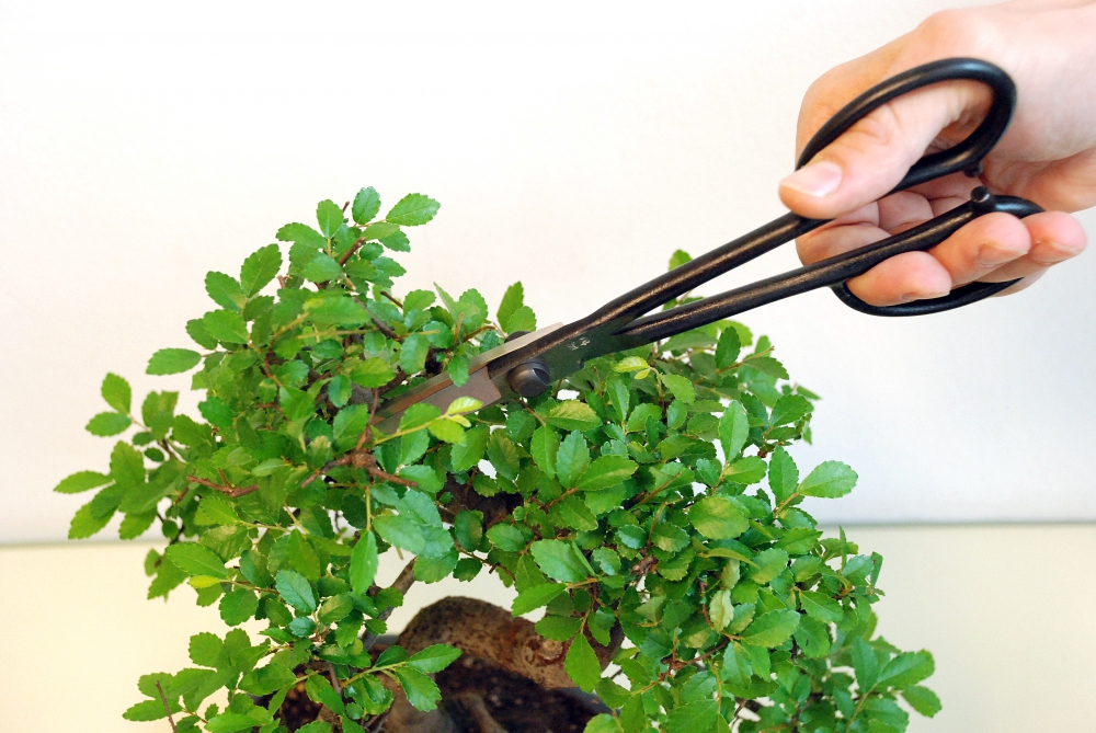 Ciseaux à bonsaï OKATSUNE 206 - Acier japonais